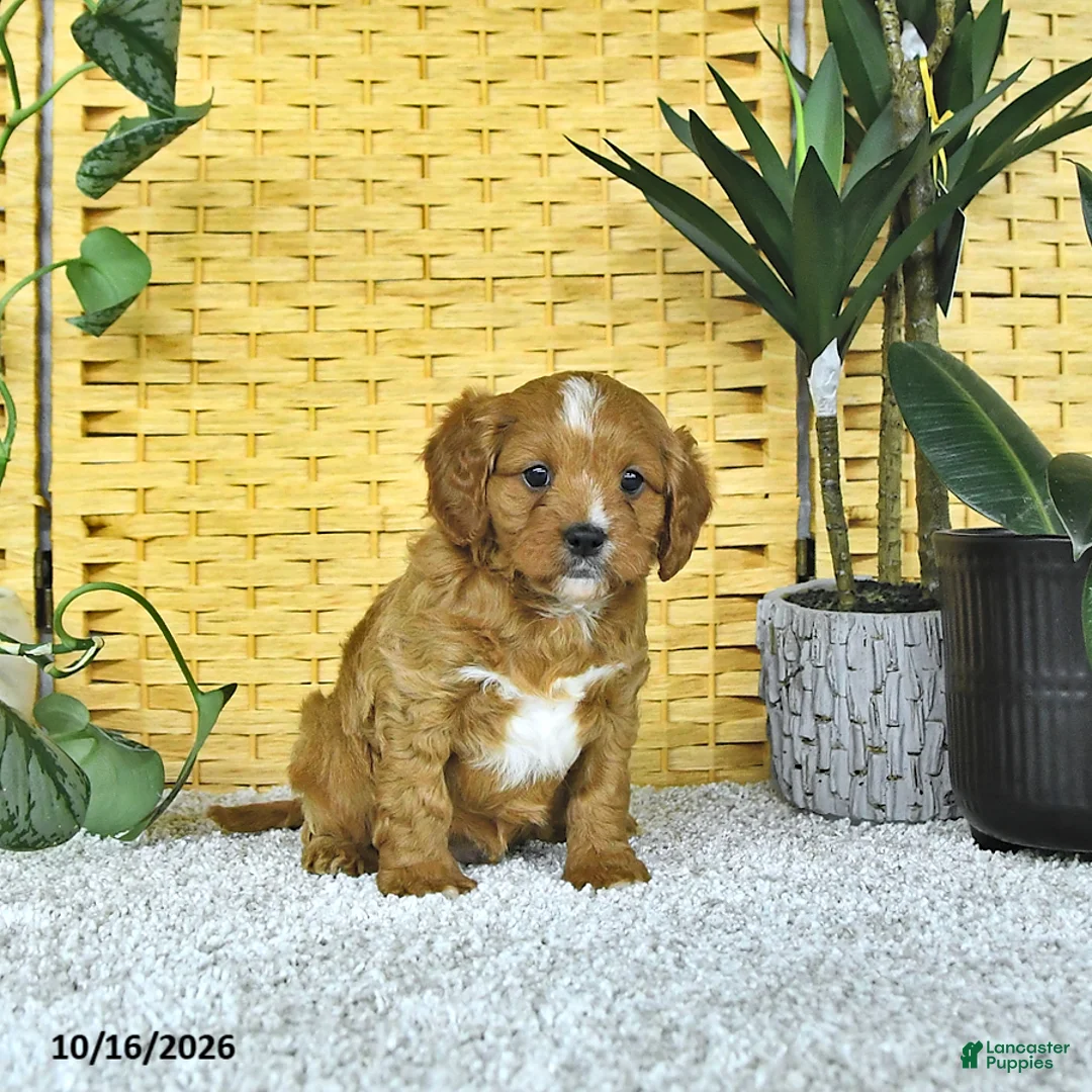 Cavapoo dogs for sale: Dax - Ad 2
