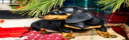 Miniature Dachshund dogs for sale: Roger - Ad 4