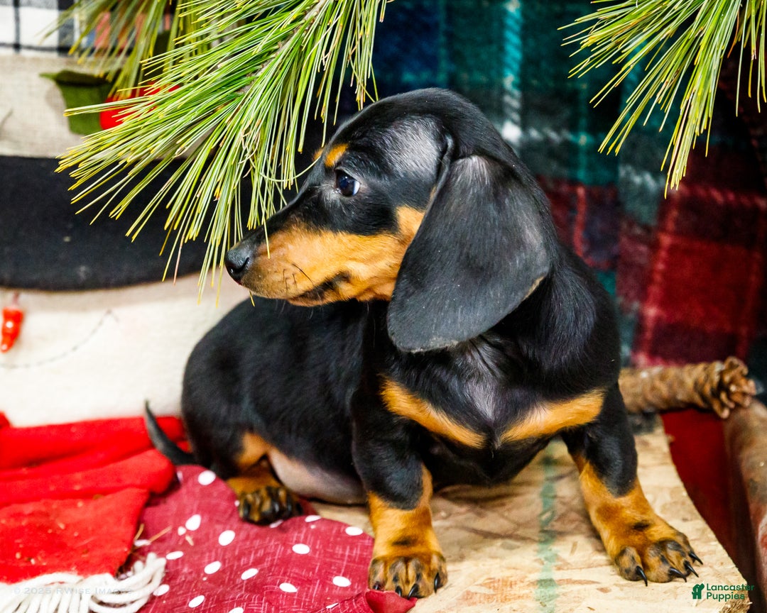 Miniature Dachshund dogs for sale: Roger - Ad 4