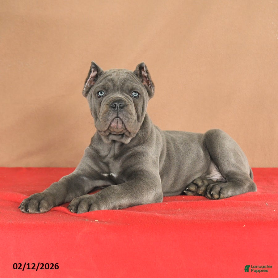 Cane Corso dogs Maverick - Ad 2