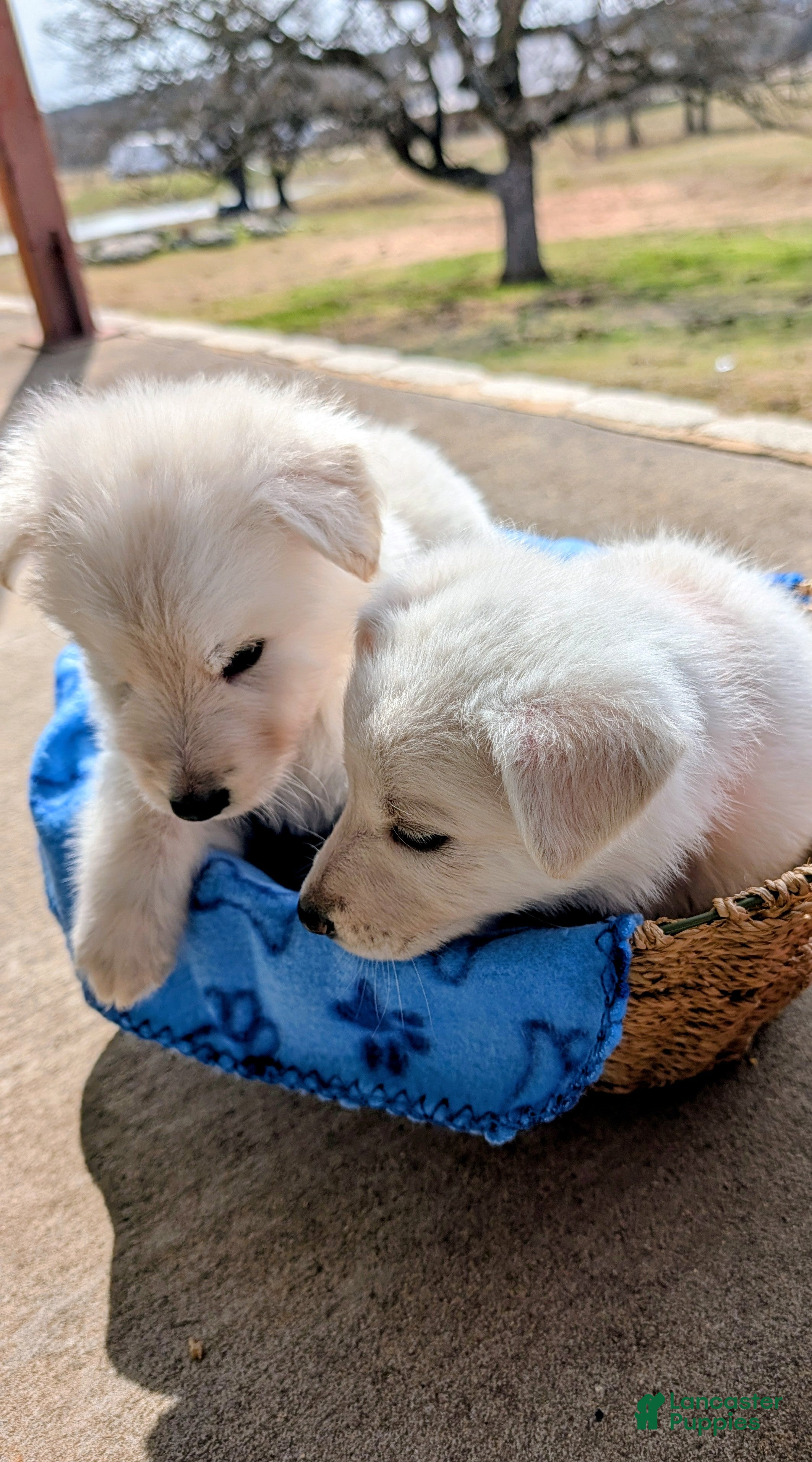 German Shepherd dogs Kili (short for Kilimanjaro) - Ad 2