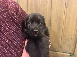 German Shepherd dogs Birdie - Ad 21