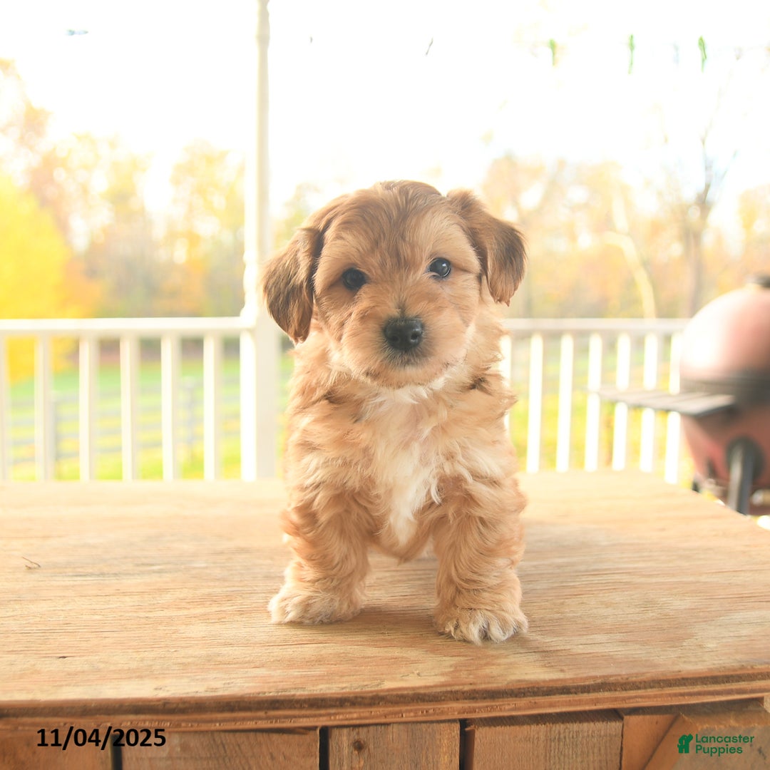 Yochon dogs for sale: Toto - Ad 5