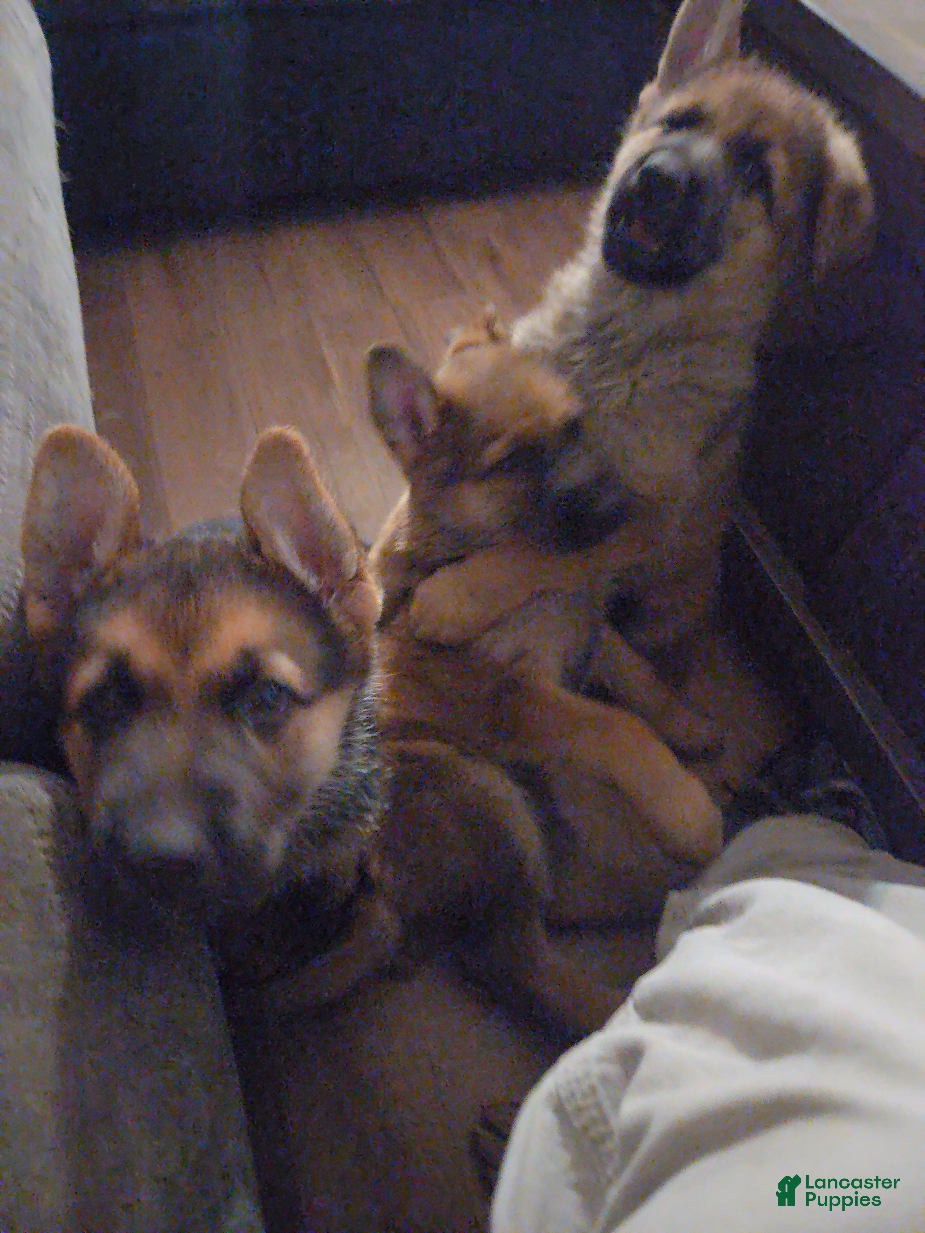 German Shepherd dogs German Shepherd Puppy 5 - Ad 31