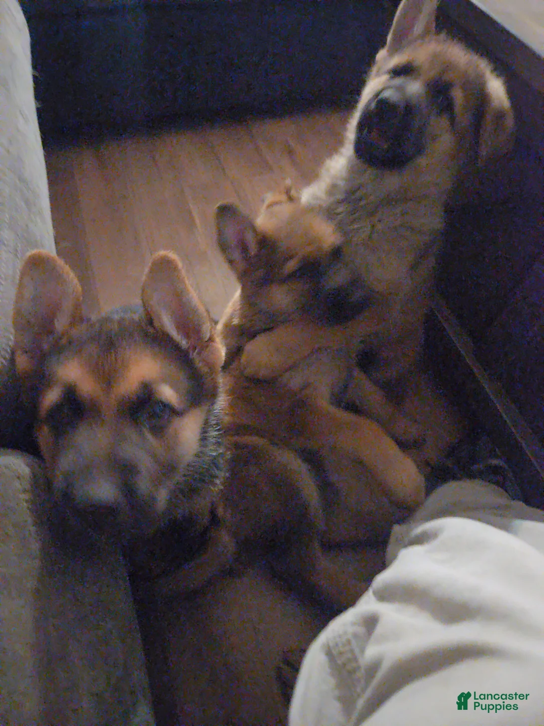 German Shepherd dogs for sale: German Shepherd Puppy 5 - Ad 1