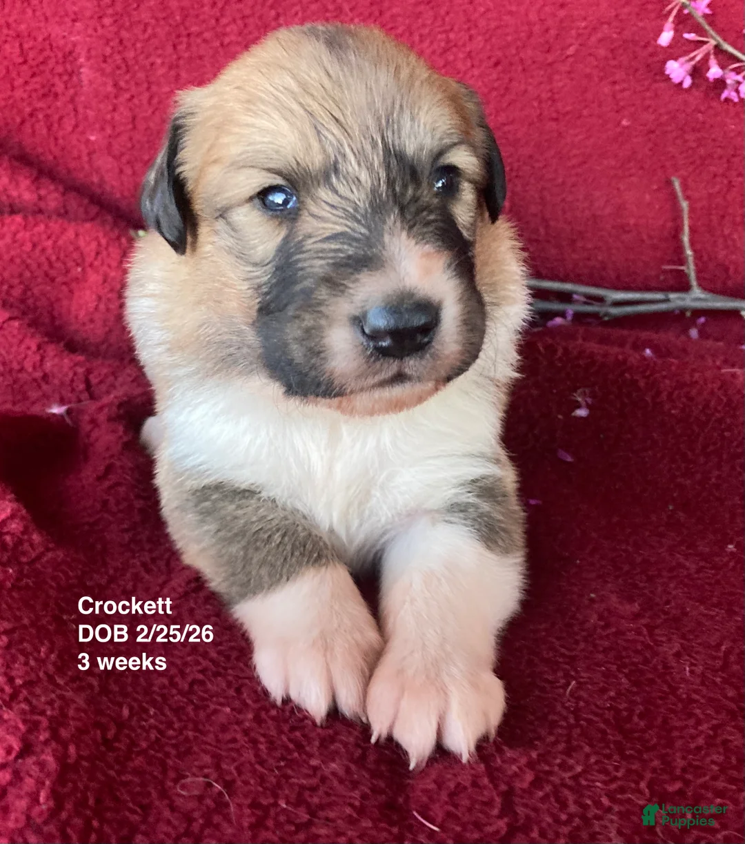 Collie dogs for sale: Crockett - Ad 2