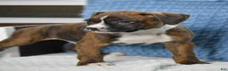 Boxer dogs for sale: Jax - Ad 4