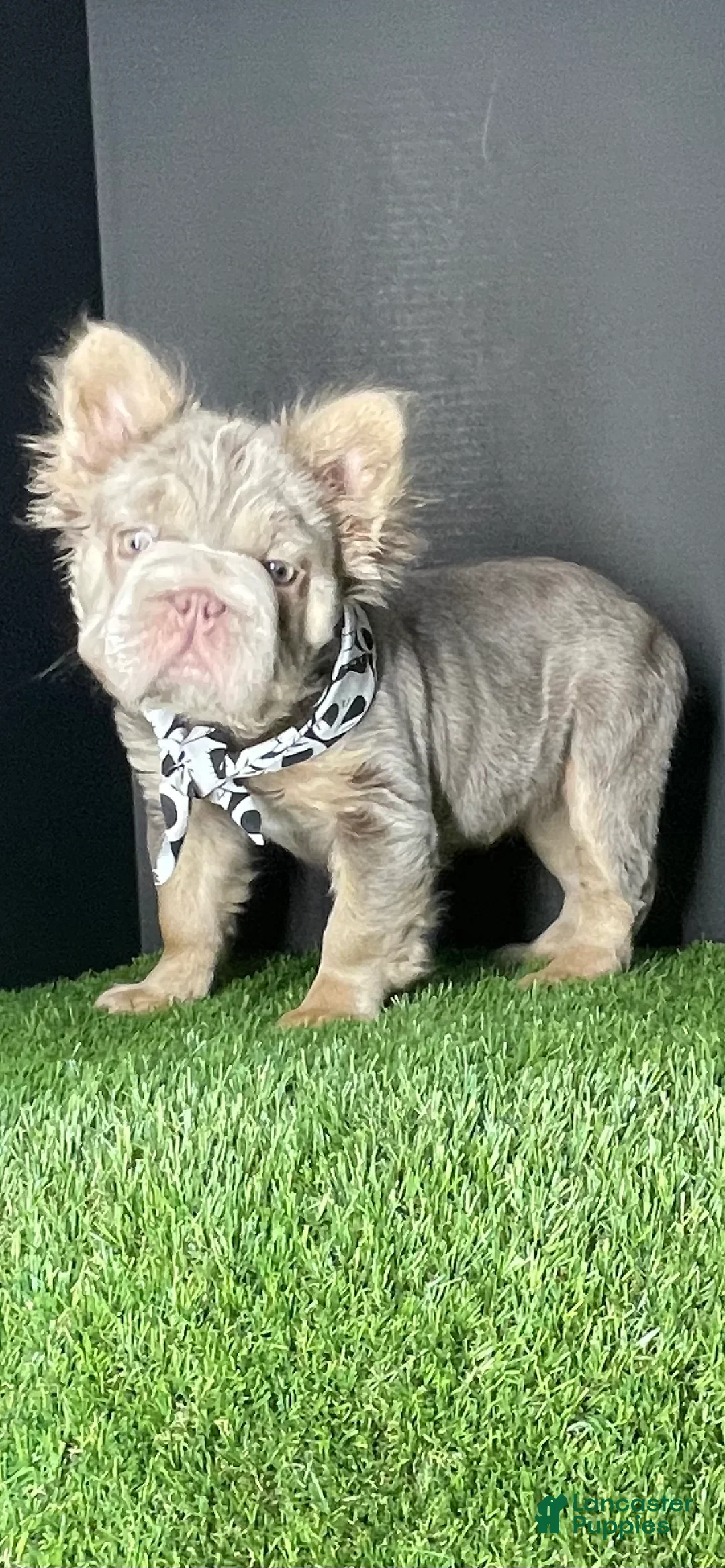 French Bulldog dogs for sale: Female 3 - Ad 2