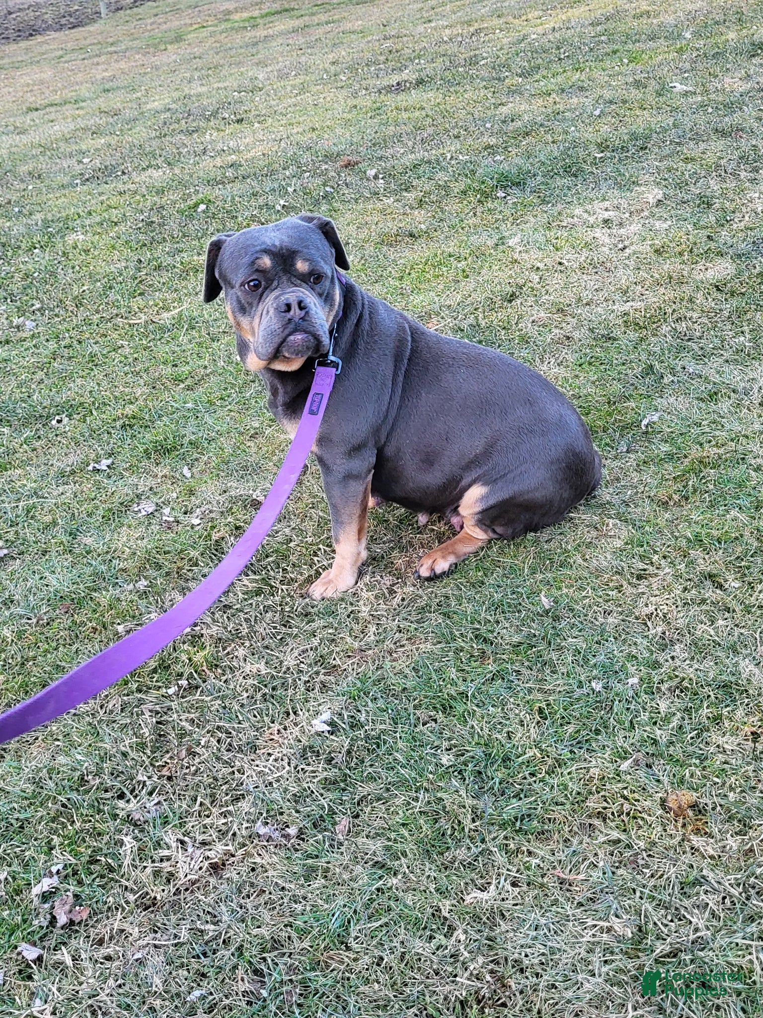 Olde English Bulldogge dogs Luna - Ad 2