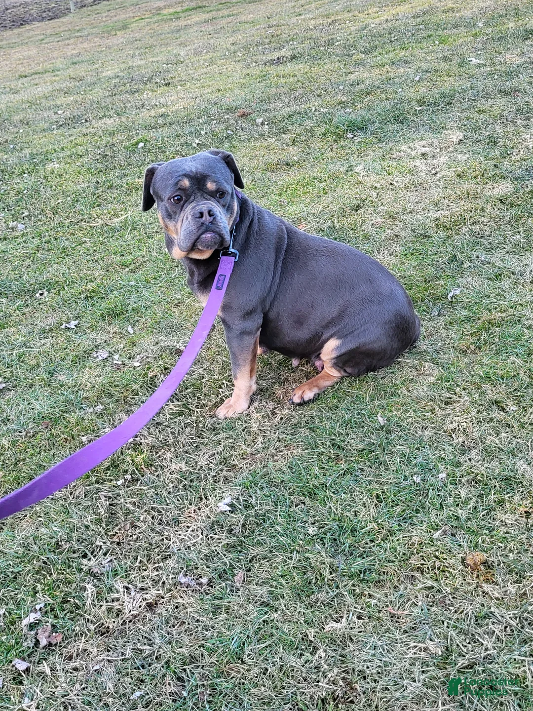 Olde English Bulldogge dogs for sale: Luna - Ad 2