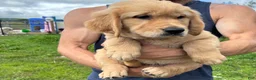 Golden Retriever dogs for sale: Daisy  - Ad 2