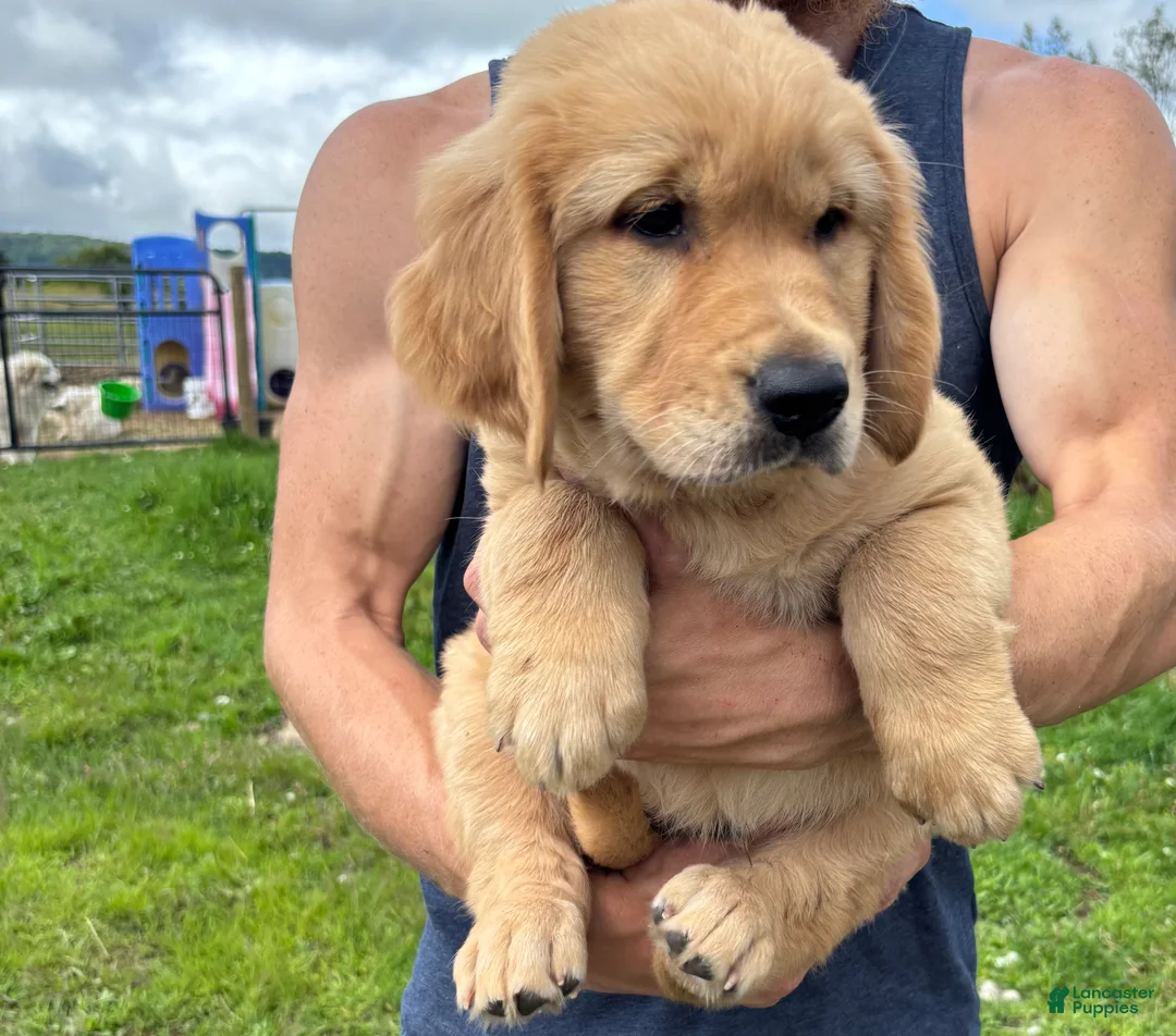 Golden Retriever dogs for sale: Daisy  - Ad 2