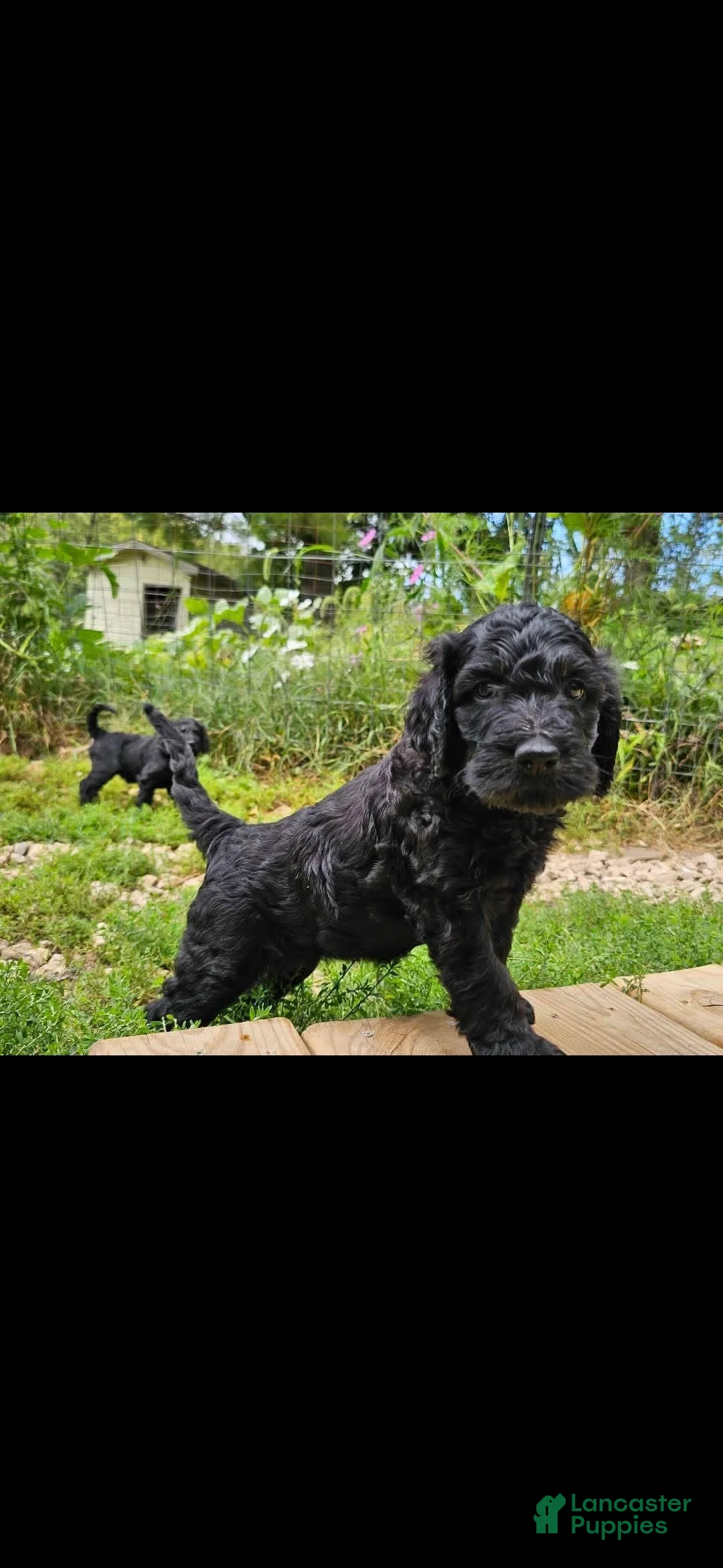 Mixed Breed dogs for sale: Coraline - Ad 2
