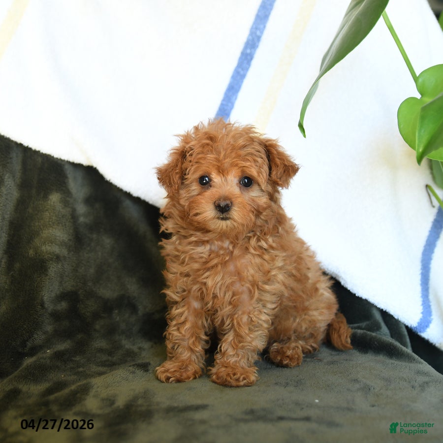 Maltipoo dogs for sale: Cute - Ad 1