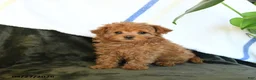 Maltipoo dogs for sale: Cute - Ad 1