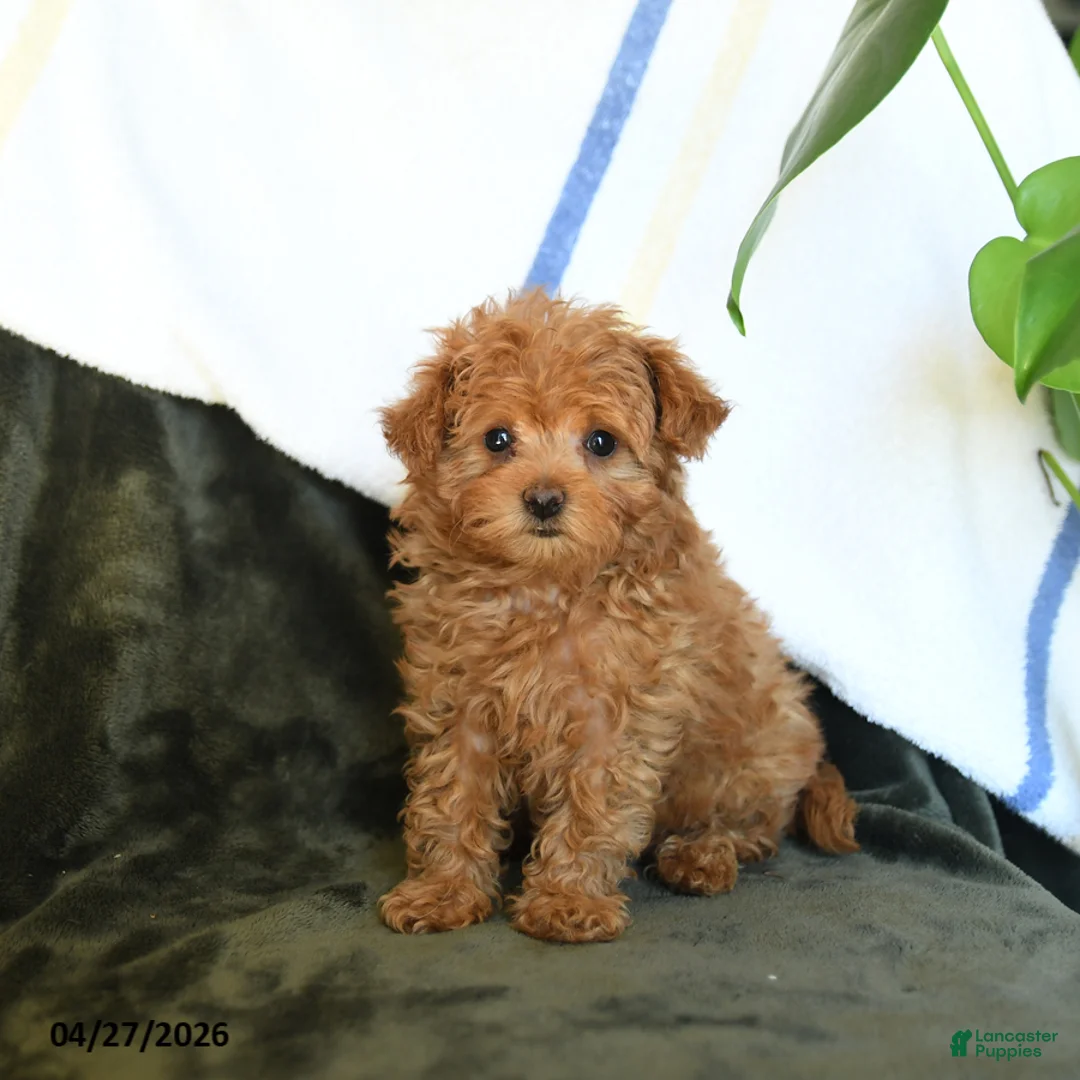 Maltipoo dogs for sale: Cute - Ad 1