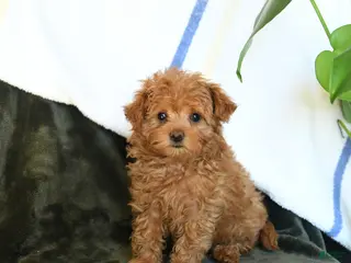 Maltipoo dogs for sale: Cute - Ad 1
