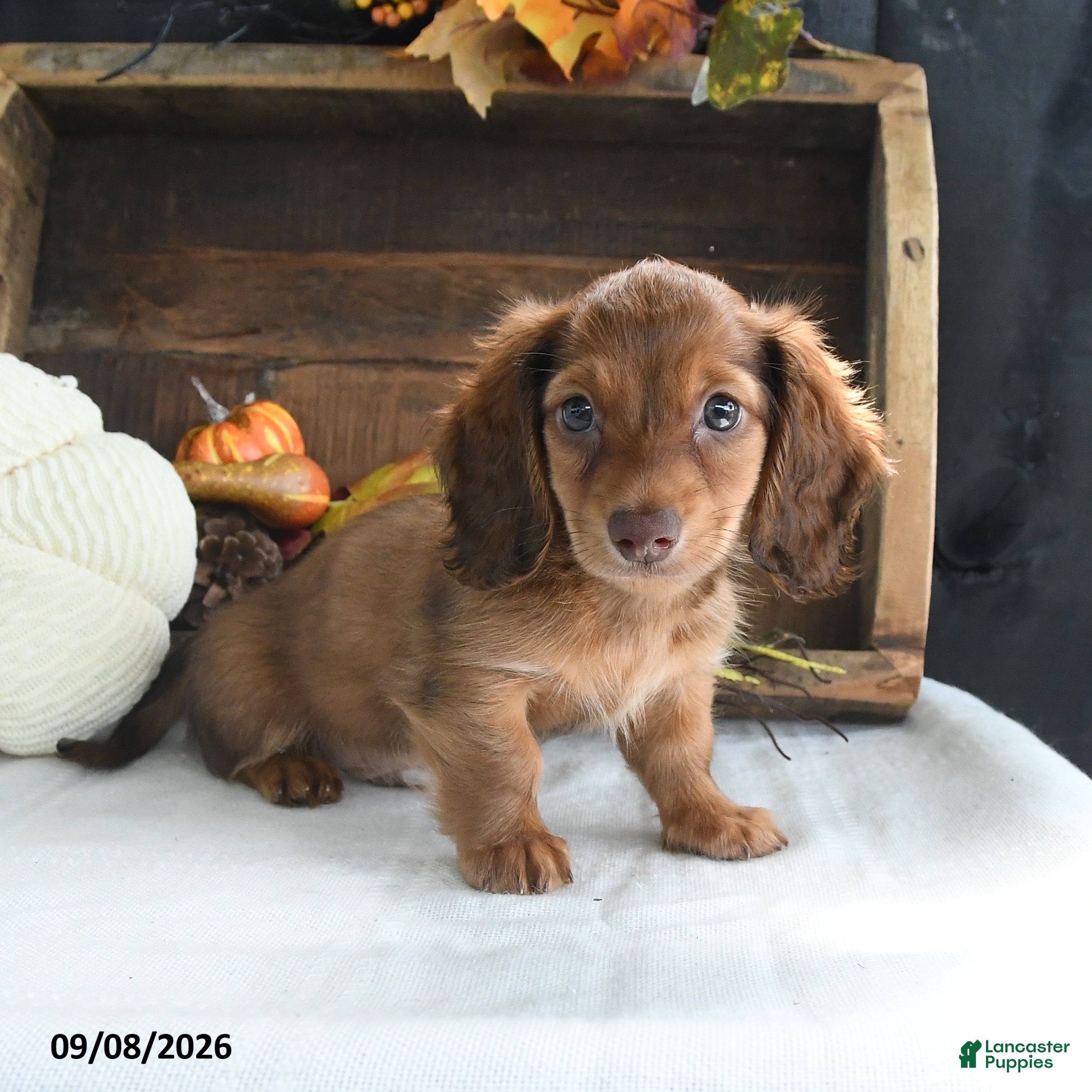 Miniature Dachshund dogs Trey - Ad 1