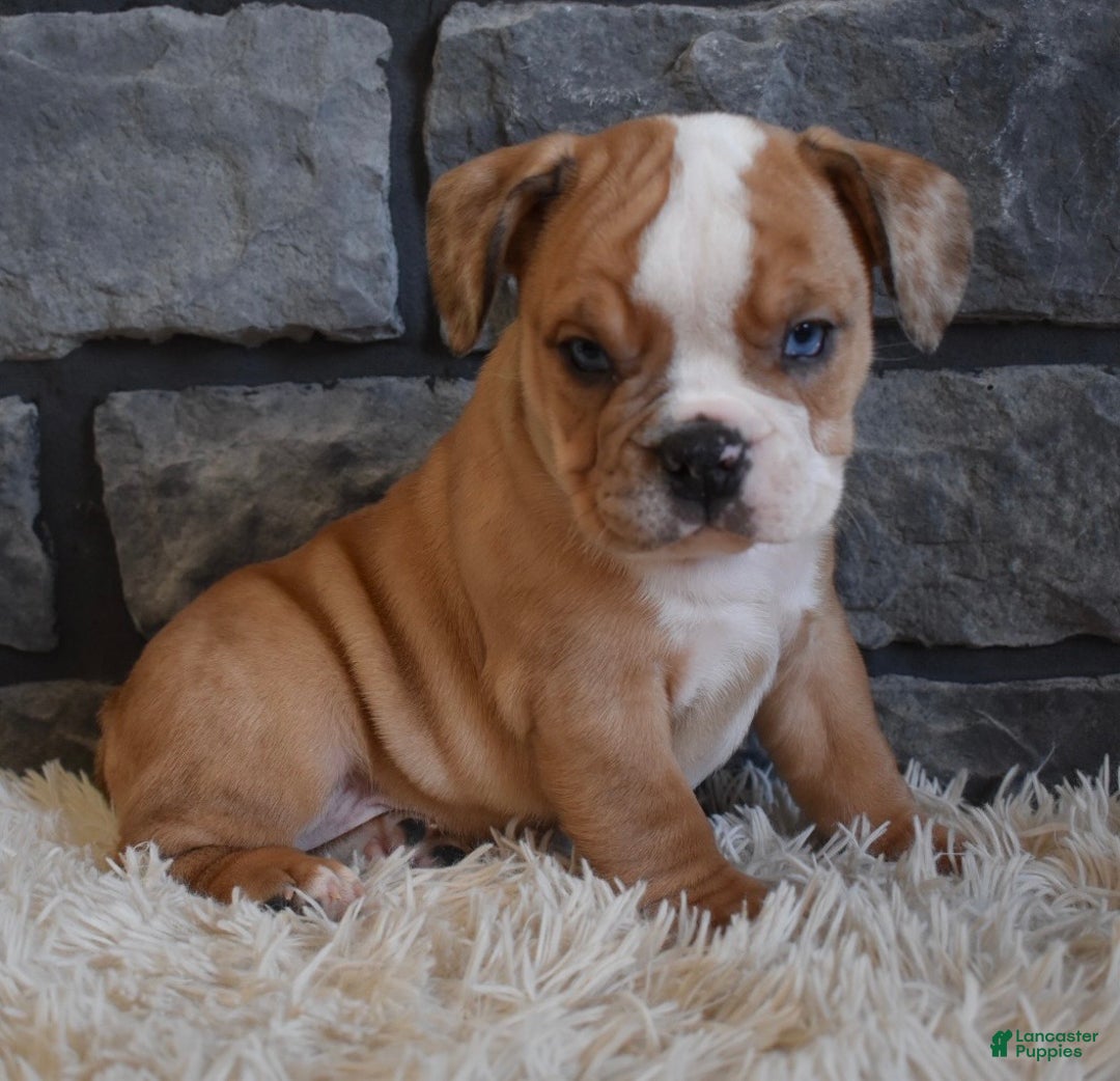 Mixed Breed dogs for sale: Bonnie  - Ad 8