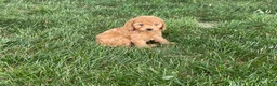 Mini Goldendoodle dogs for sale: Mindy Mini Goldendoodle  - Ad 4
