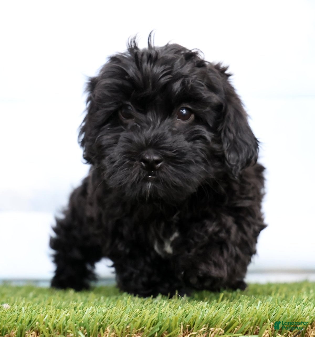 Mixed Breed dogs Daphne - Ad 2