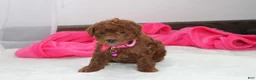 Bichpoo dogs for sale: Freya  - Ad 12