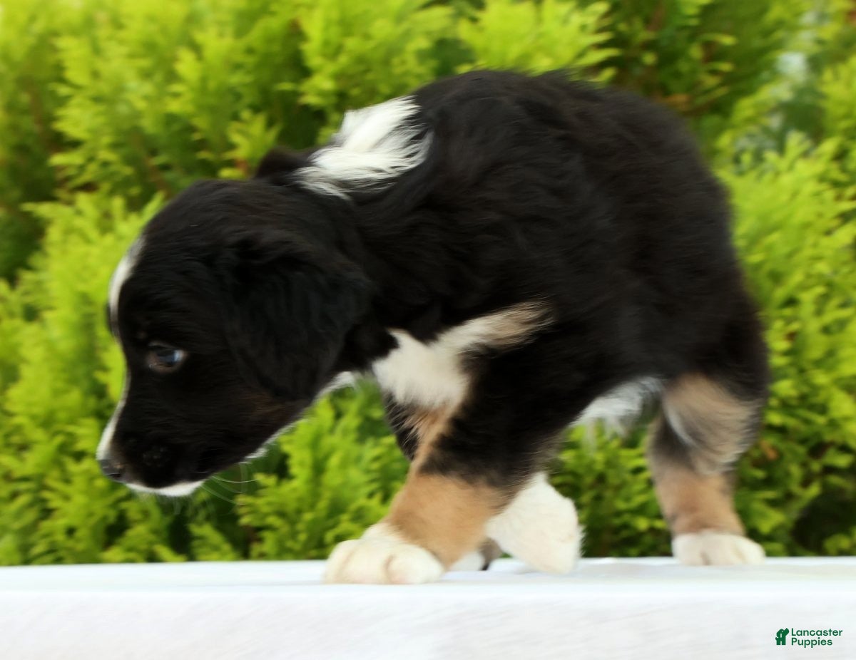 Australian Shepherd dogs for sale: Frisky - Ad 4