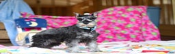 Miniature Schnauzer dogs for sale: Mateo - Ad 4