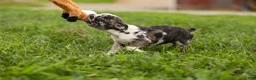 Frenchton dogs for sale: BRANDY - Ad 9