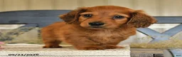 Miniature Dachshund dogs for sale: Otis - Ad 3