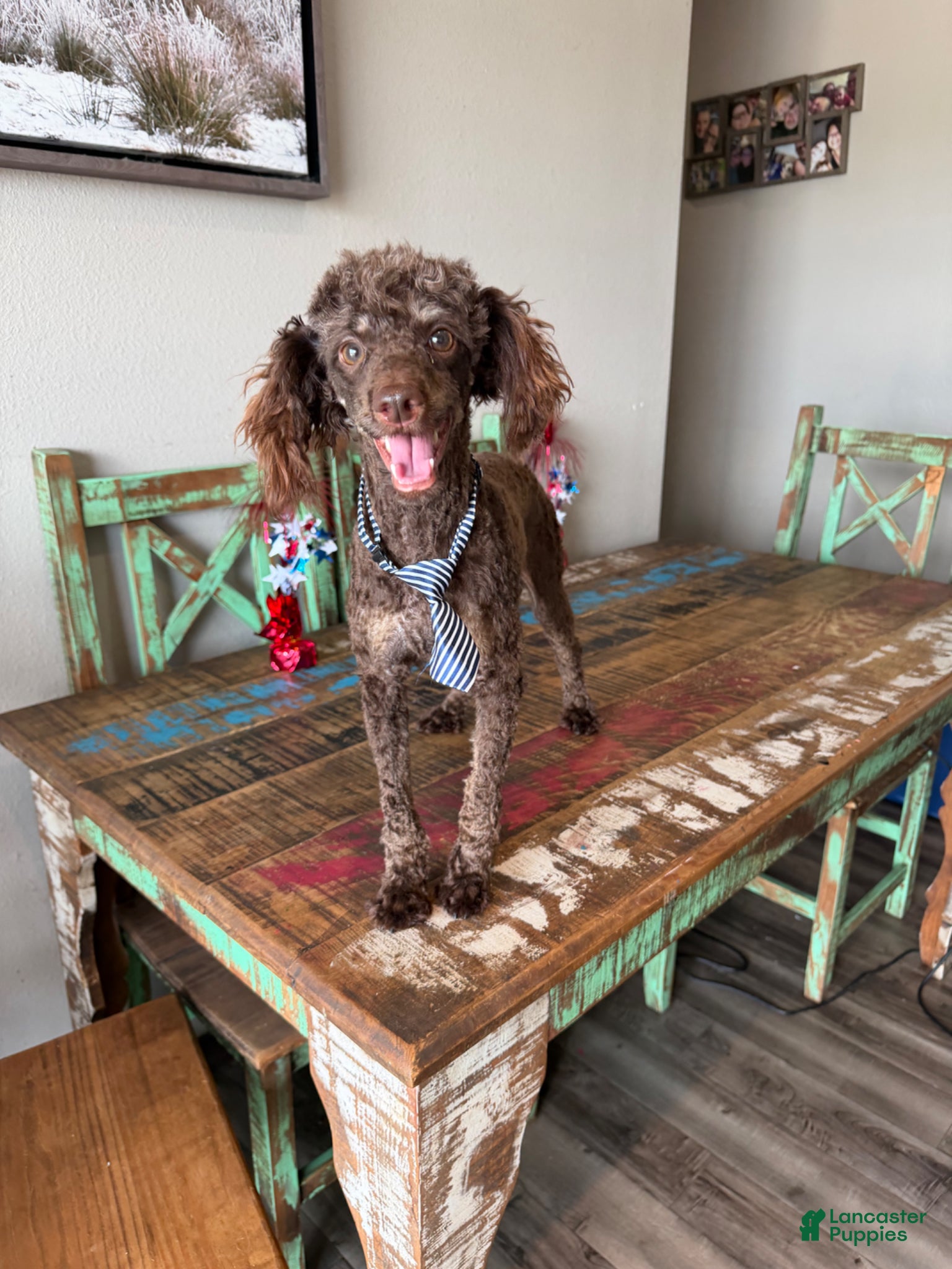 Miniature Poodle dogs for sale: Akc Clear Chocolate Phantom Animal Genetics tested - Ad 1