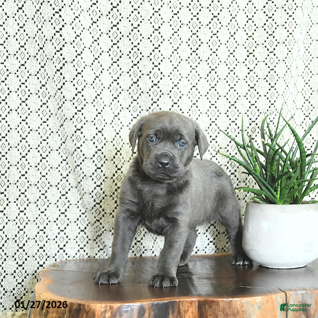 Cane Corso dogs for sale: Bella   - Ad 3