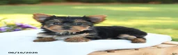 Yorkshire Terrier dogs for sale: Darcy - Ad 2