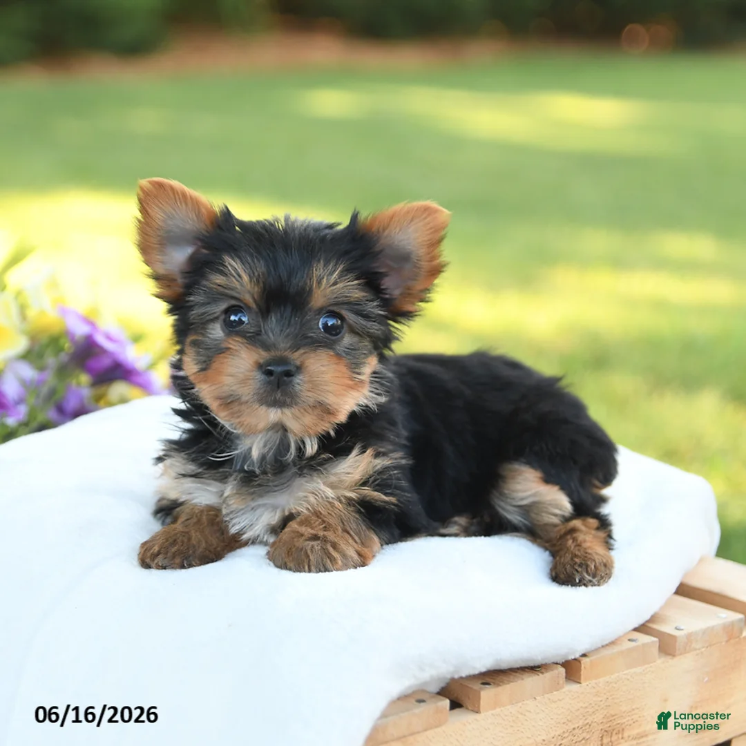 Yorkshire Terrier dogs for sale: Darcy - Ad 2