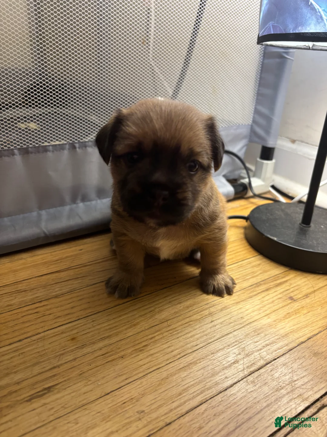 Mixed Breed dogs for sale: Rocky - Ad 2