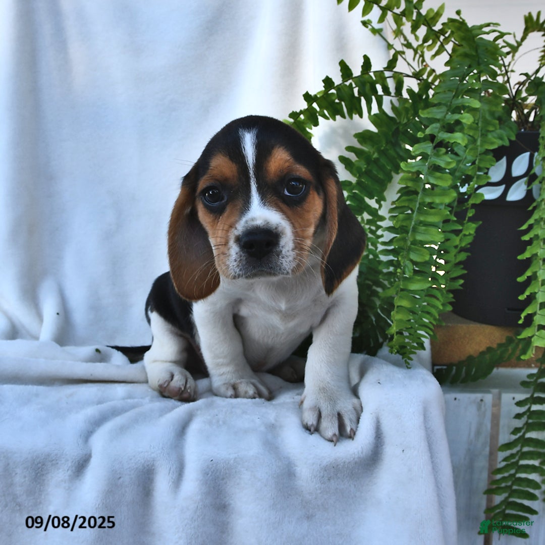 Beagle Puppies for sale Lancaster Puppies