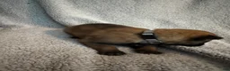 Belgian Malinois dogs for sale: Belgian Malinois 6 - Ad 3
