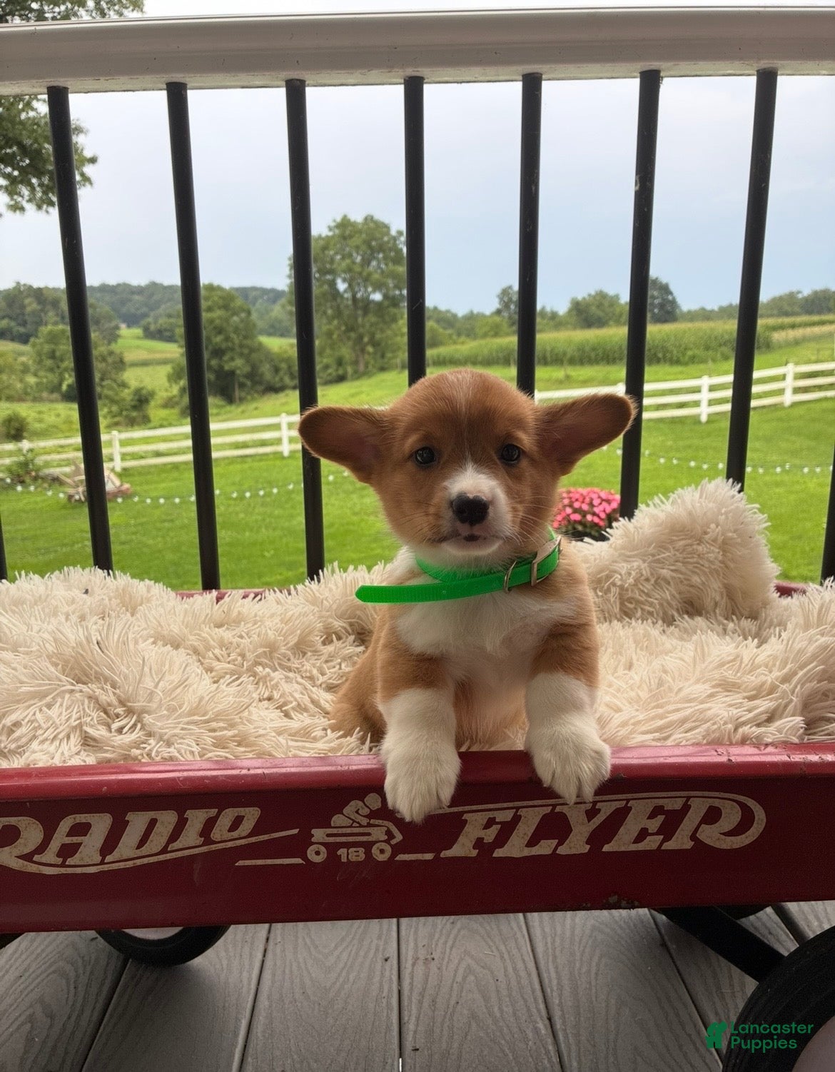 Welsh Corgi Pembroke dogs Bently - Ad 2