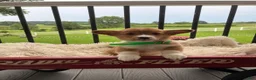 Welsh Corgi Pembroke dogs for sale: Bently - Ad 2