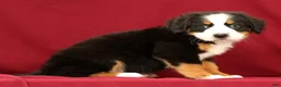 Bernese Mountain Dog dogs for sale: Fern - Ad 7