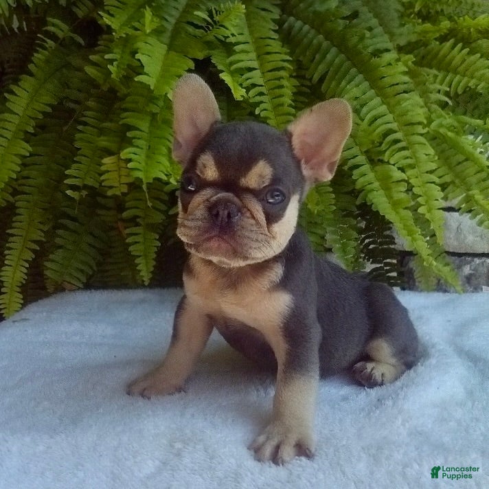 French Bulldog dogs Rocky - Ad 1