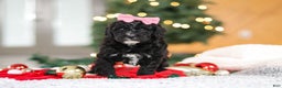Mini Goldendoodle dogs for sale: Tilly - Ad 7