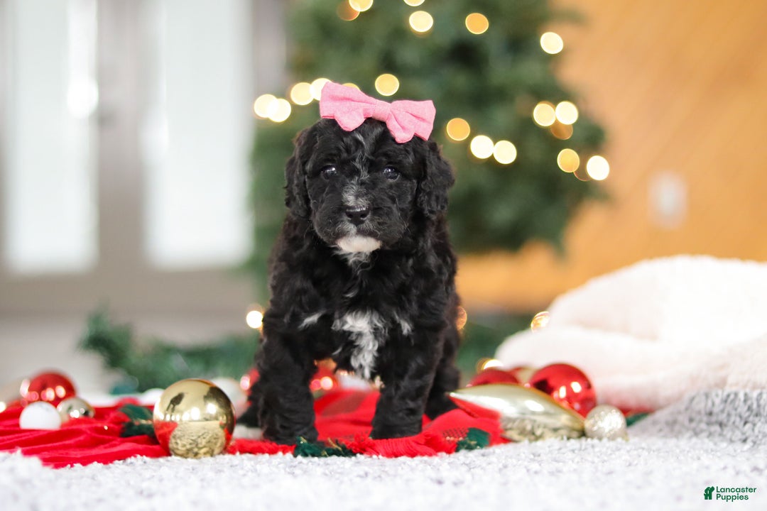 Mini Goldendoodle dogs for sale: Tilly - Ad 7