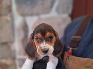 Beagle dogs Cooper - Ad 27