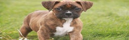 Boxer dogs for sale: Elsie - Ad 10