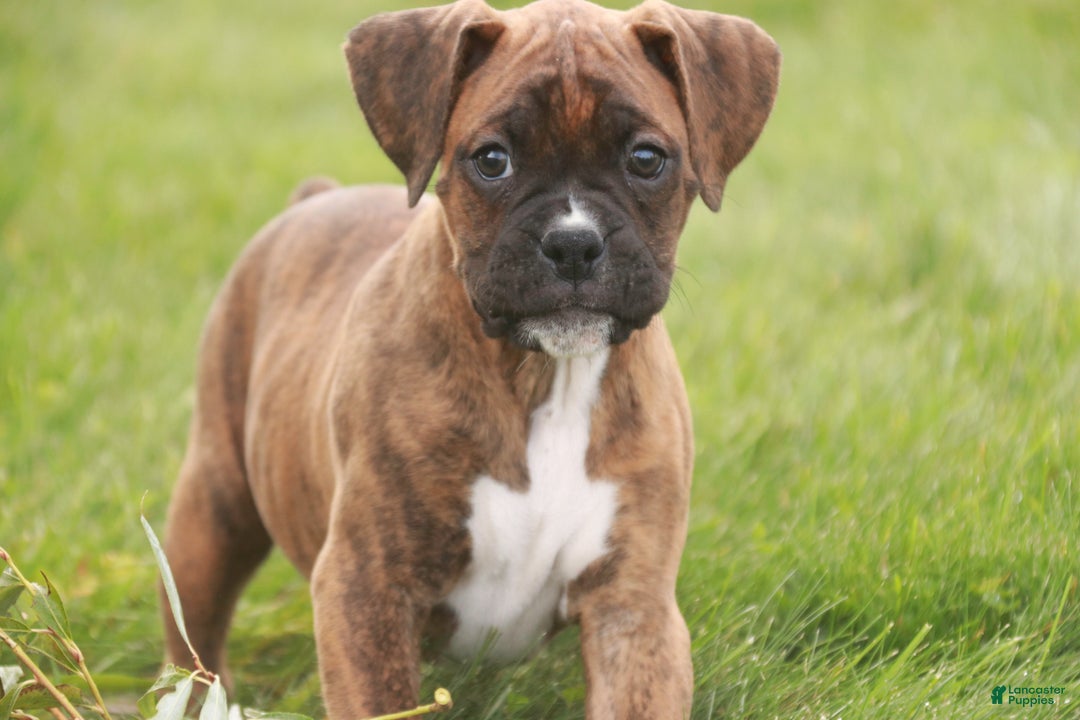 Boxer dogs for sale: Elsie - Ad 10