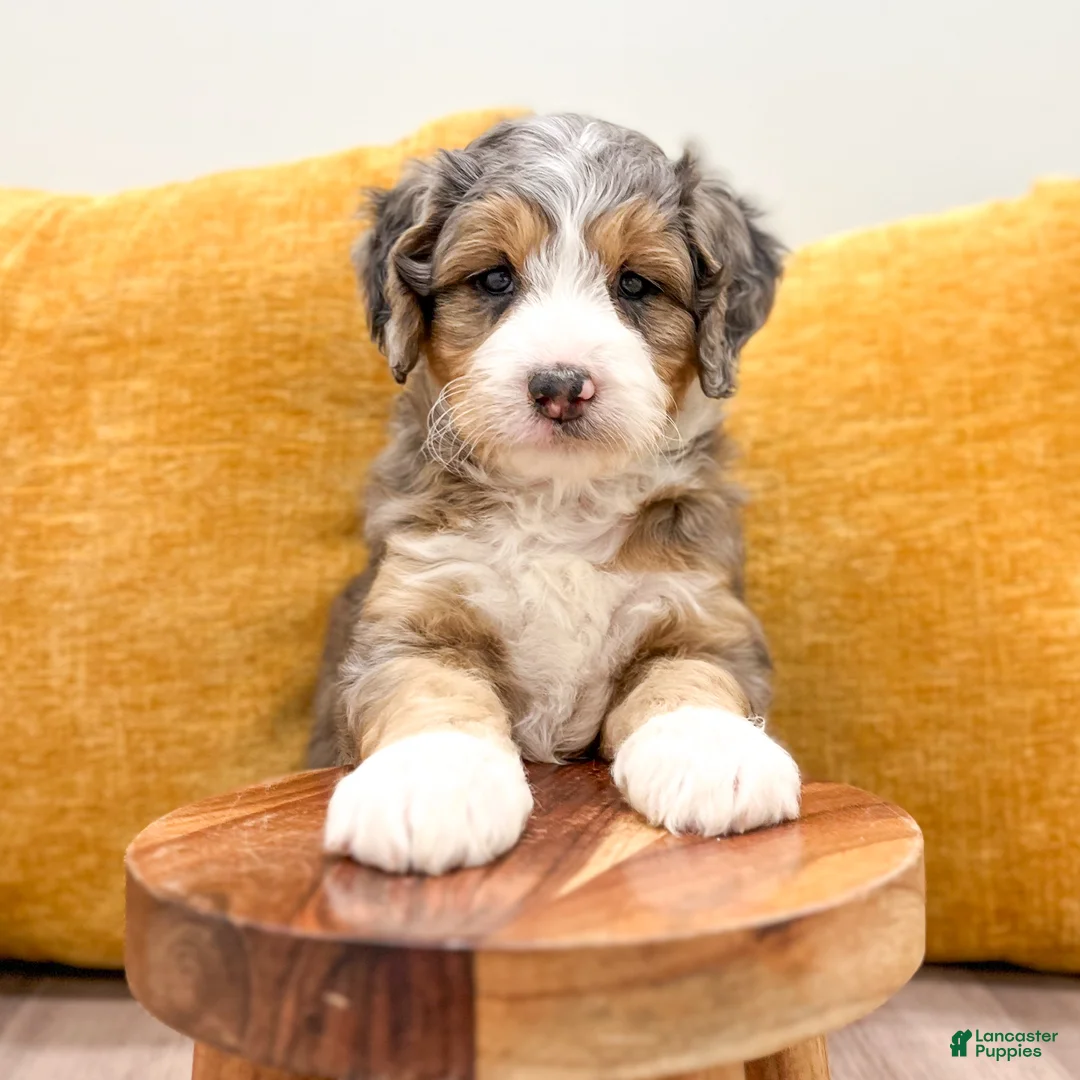 Mini Bernedoodle dogs for sale: Koda - Ad 2