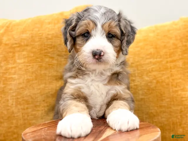 Mini Bernedoodle dogs for sale: Koda - Ad 2