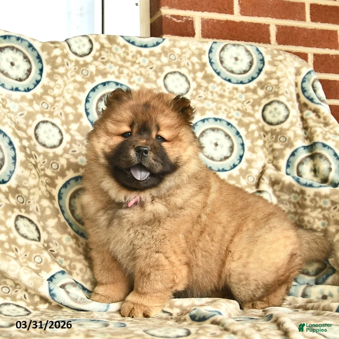 Chow Chow dogs for sale: Taffina  - Ad 5