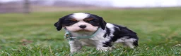 Cavalier King Charles Spaniel dogs for sale: Finn - Ad 3